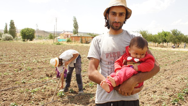 Salatalık tarlasına avukat çapası