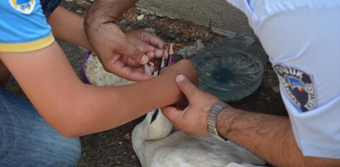 Yuvasından Düşen Yavru Leyleğe Yardım Eli