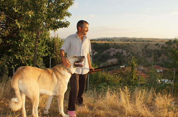 Sit alanını definecilerden köpekleriyle koruyor