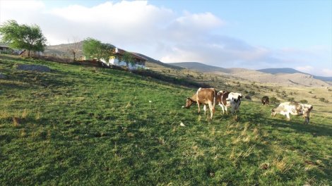 Çubuk'ta Yaylacıların Kurbanlıkları Yok Sattı
