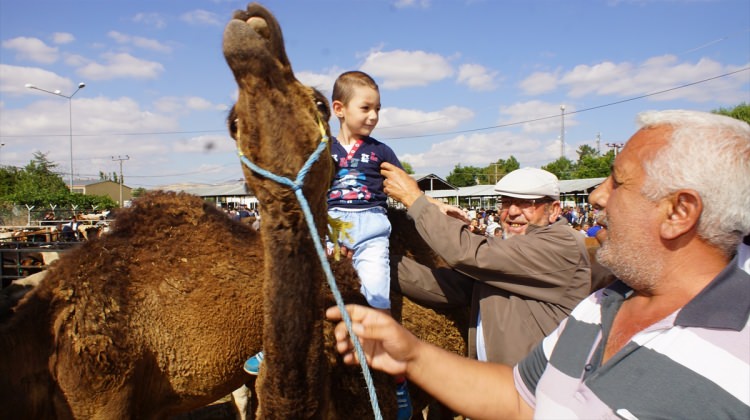 Kurbanlık Develere İlgi Arttı