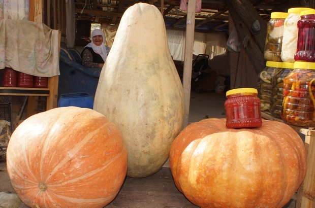 40 kilogramlık bal kabağı yetiştirdi