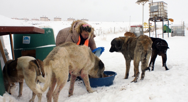 Sokak hayvanları için kar kış demeden 100 kilometre yol
