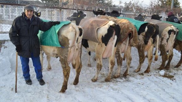 Zorlu Kış Şartlarında Hayvanlara Battarniyeli Koruma