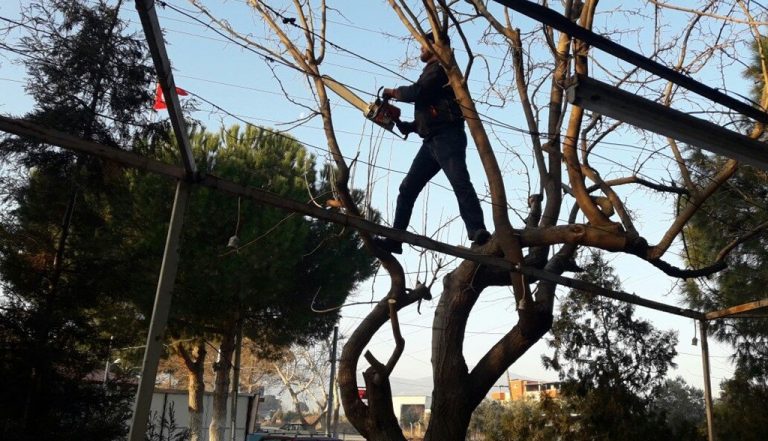 Budanan Ağacın Dalları Elektrik Tellerini Kopardı