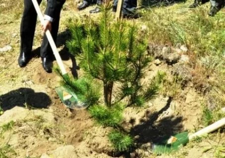 Çubuk ilçesinde fidan dikim töreni düzenlendi