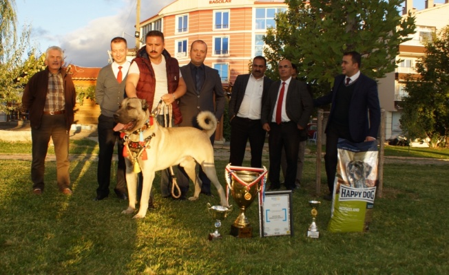 Çubuk'un Şampiyon Köpeği "Pusat" Yine Ödülle Döndü