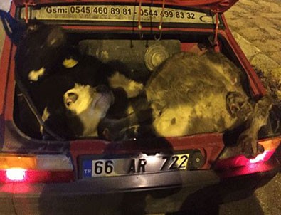 Böylesi görülmedi! 4 büyükbaş hayvanı...