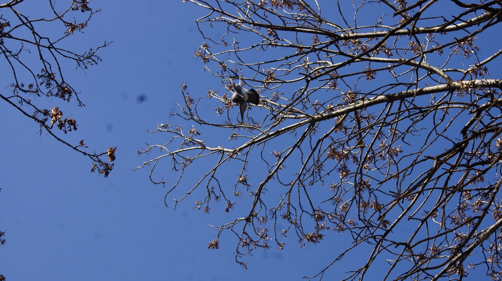 Ağaçta Asılı Güvercinin Kurtarılması İçin Ekipler Seferber Oldu