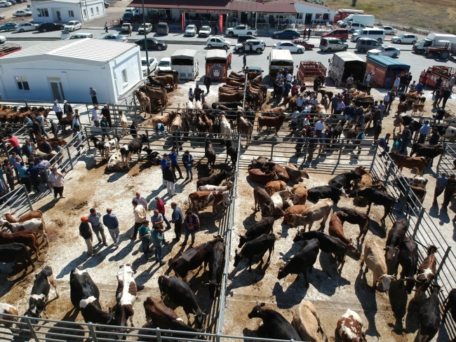 Kurbanlık satışları başladı