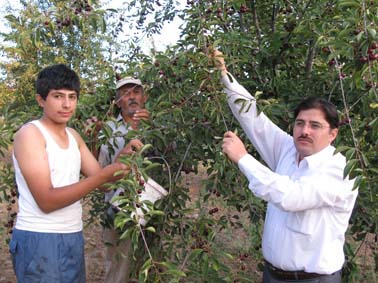 Çubuk'ta Vişne Hasadı Başladı