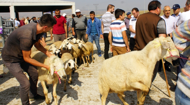 Hayvan pazarlarında 'kurban' hareketliliği