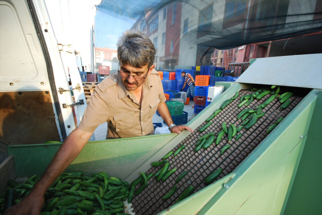 'Yeşil Altın'ın Rekoltesi Düştü