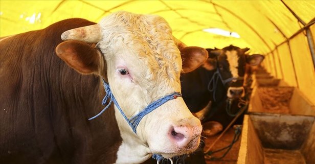 KURBAN BAYRAMI KRİTİK CORONA VİRÜS UYARILARI...