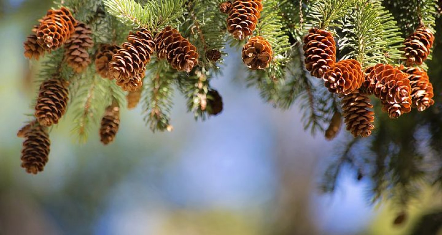 Kozalak Turşusu Nedir?