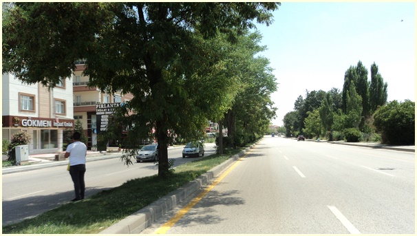 ANKARA BULVARI’NIN ORTA REFÜJÜNDEKİ BİTKİLER TEHLİKE ARZ EDİYOR...