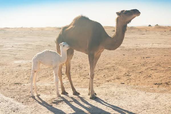 O ZAMAN BURADA NE İŞİMİZ VAR, ÇÖLE DÖNELİM!