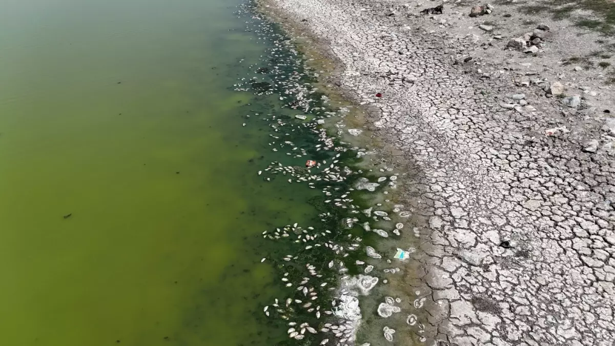 Kızılca Göleti Kurudu, Balıklar Telef Oldu: Mahalleyi Kötü Koku Sardı