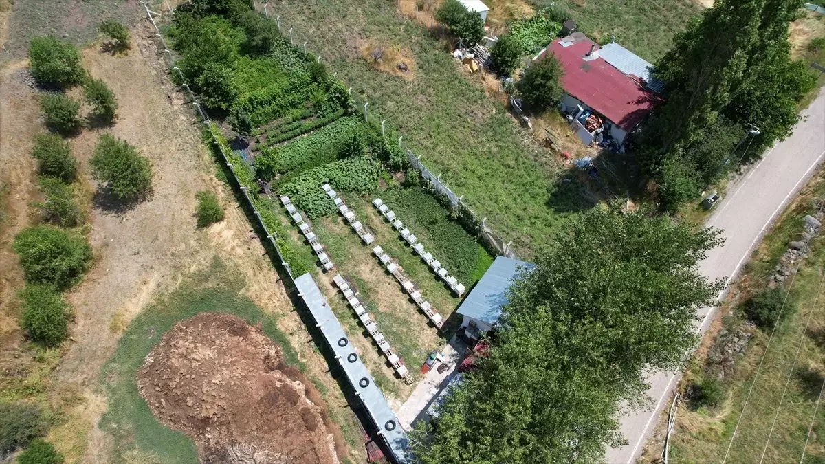 Çubuk'ta Çiçek Balı Hasadı Başladı