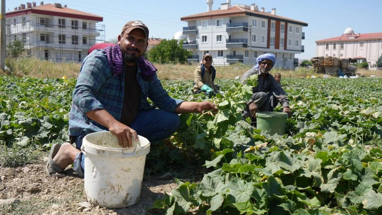 Çubuk Turşucuları Festivale Taze Turşu İçin Gece Gündüz Çalışıyor