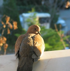 Çubuk'tan Bir şiir