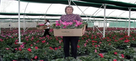 Çubuk'ta hedef, yılda 10 milyon adet çiçek üretimi