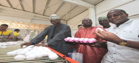 Yumurta Üretim Çiftliği Nijerya'ya Örnek Olacak