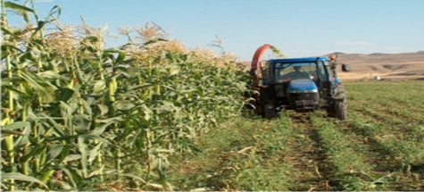 Çubuk'ta Mısır Üretimi Yaygınlaşıyor