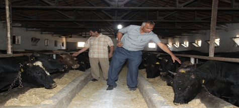 Çubuk'ta Kurbanlık Satışları Başladı