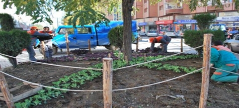 Kışlık Çiçek Dikimi Başladı