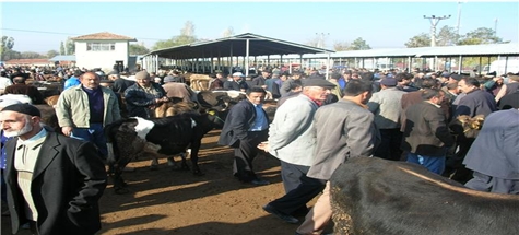 Çubuk’ta Kurbanlık Heyecanı Arttı