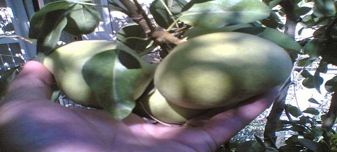 Ankara Armuduna Gurbetçi İlgisi