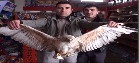 Yaralı Doğana Market Çalışanları Sahip Çıktı