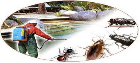 Çubuk'ta Larva Mücadelesi