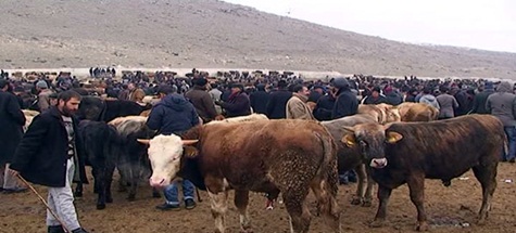 HAYVAN BORSASI 5.5 MİLYONA MALOLACAK