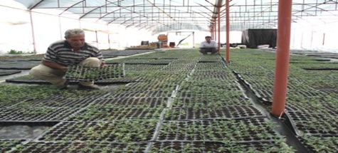 Ankara'nın Süs Bitkileri Çubuk'tan