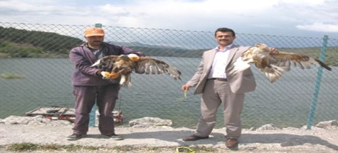 Tedavi Edilen Yaralı Doğan ve Şahin Doğaya Bırakıldı