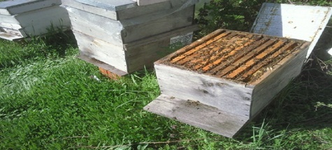 61 Çiftçiye 305 Kovan