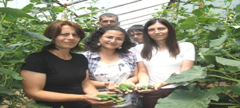 Çubuk Turşusunun Projesi Yapıldı