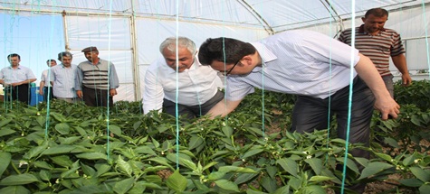 Kaymakamlık Destekli Seralardan İlk Ürünlerini Alınmaya Başlandı