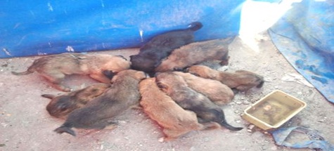 60 yavru köpeği ölüme terk ettiler