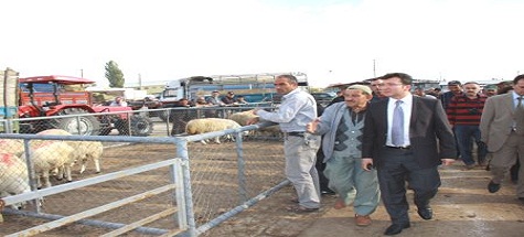 Köylüye Koyun Dağıtım Töreni İptal