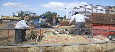 YOKSUL KÖYLÜLERE KURA İLE KOYUN DAĞITILDI