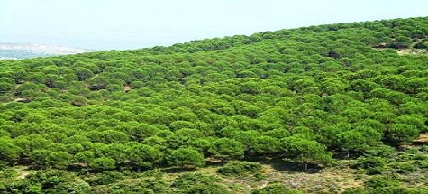 Çubuk Ormanlarına Bakım Yapılıyor