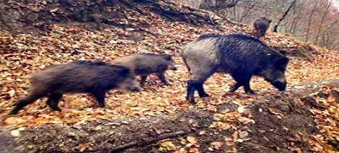 Yaban domuzu nöbeti