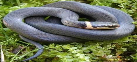 İTFAİYEDEN YILAN OPERASYONU