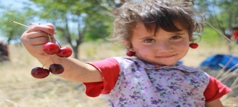 Çubuk'ta Vişne Hasadı Başladı