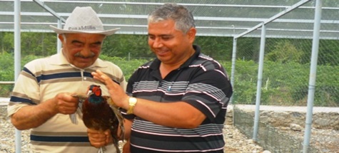 Un değirmeninde keklik üretimi