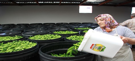 Salatalık Hasadı ve Turşu Yapımı Başladı