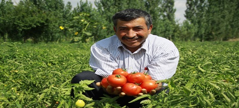 Çubuk'ta Domates Hasadı Başladı